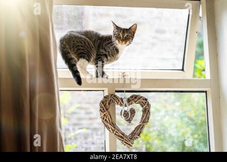 Cute young inquisitive cat beautiful big eyes  balancing standing perched open window love heart from inside sunny day climbing in house escaping out Stock Photo