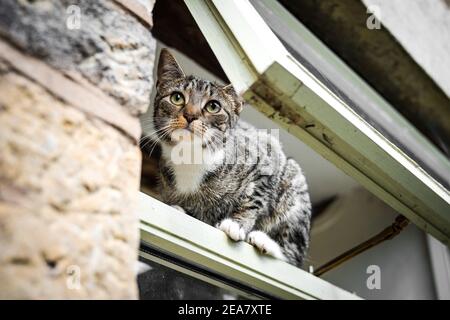 Cute young inquisitive cat with beautiful big eyes and fur balancing and standing in open window from outside climbing in residential house escaping Stock Photo
