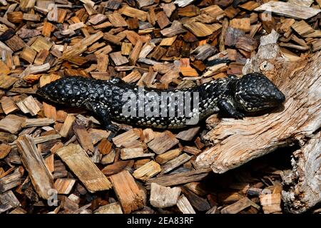 Australia, shingleback lizard aka sleepy lizard Stock Photo