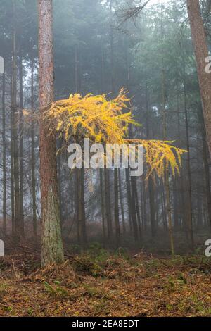 Beautiful tree early on a misty morning with interesting yellow leaves Stock Photo