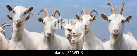 white goats outside in meadow against blue cloudy sky Stock Photo