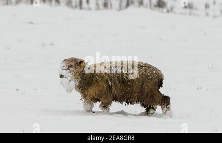 Sissinghurst, UK. 8th February 2021.   Sheep grazing in a snow covered field at Sissinghurst in Kent as Storm Darcy continues to bring freezing temperatures and wintry weather to much of the eastern half of the UK. Credit: Richard Crease/Alamy Live News Stock Photo