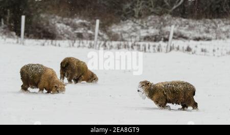 Sissinghurst, UK. 8th February 2021.   Sheep grazing in a snow covered field at Sissinghurst in Kent as Storm Darcy continues to bring freezing temperatures and wintry weather to much of the eastern half of the UK. Credit: Richard Crease/Alamy Live News Stock Photo