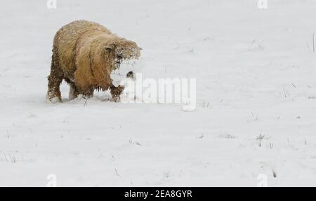 Sissinghurst, UK. 8th February 2021.   Sheep grazing in a snow covered field at Sissinghurst in Kent as Storm Darcy continues to bring freezing temperatures and wintry weather to much of the eastern half of the UK. Credit: Richard Crease/Alamy Live News Stock Photo