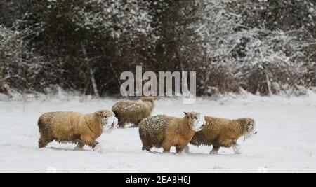 Sissinghurst, UK. 8th February 2021.   Sheep grazing in a snow covered field at Sissinghurst in Kent as Storm Darcy continues to bring freezing temperatures and wintry weather to much of the eastern half of the UK. Credit: Richard Crease/Alamy Live News Stock Photo