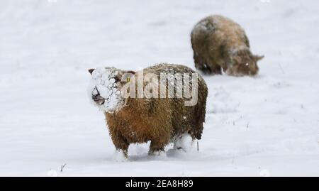 Sissinghurst, UK. 8th February 2021.   Sheep grazing in a snow covered field at Sissinghurst in Kent as Storm Darcy continues to bring freezing temperatures and wintry weather to much of the eastern half of the UK. Credit: Richard Crease/Alamy Live News Stock Photo