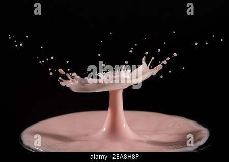 High speed shot of milk drops colliding and creating a splash in pink Stock Photo