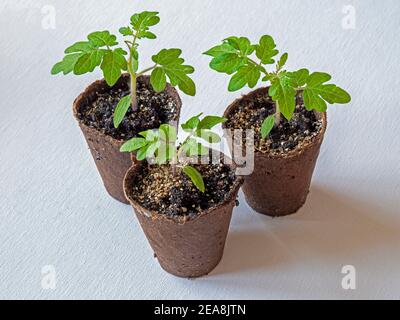 Three tomato seedlings, variety Red Robin, growing in fibre pots on a white background Stock Photo