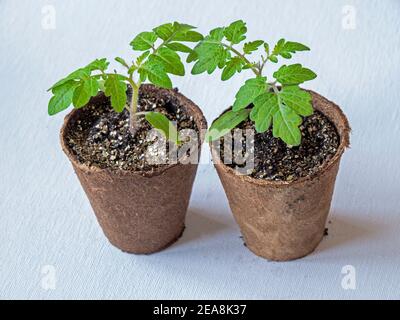 Two tomato seedlings, variety House, growing in fibre pots on a white background Stock Photo