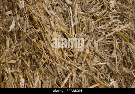 Closeup shot of dry corn sticks in a natural landscape Stock Photo