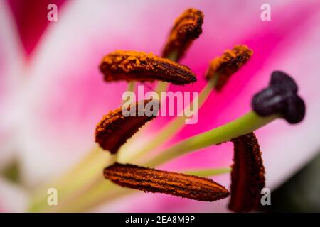 A macro close up of pollen on the stamen of a lilly flower Stock Photo