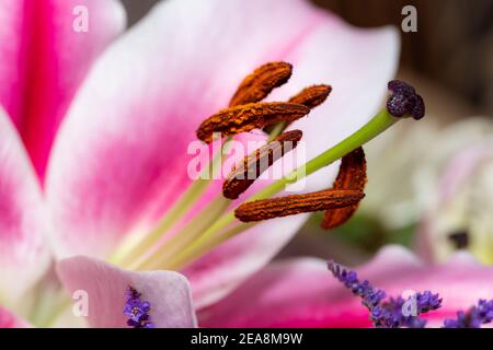 A macro close up of pollen on the stamen of a lilly flower Stock Photo