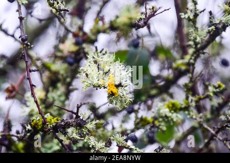 Lichen growing on branches of a bush in winter . Lichen is not a single organism; it is a stable symbiotic association between a fungus and algae Stock Photo