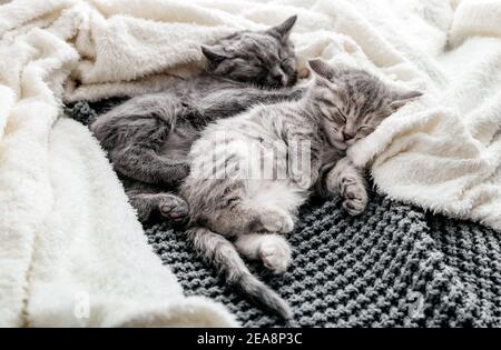 Couple of 2 kittens are sleeping embracing on gray bed covered white blanket. Hugs love 2 cats. Family of purebred cats. Domestic Pets have Stock Photo