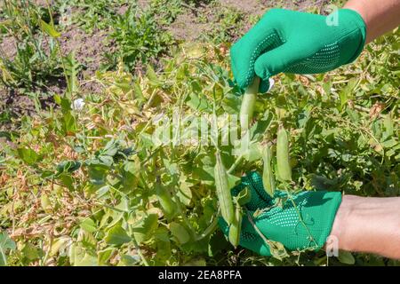 Woman picking pea pods. Female hands in gloves harvesting green fresh ripe organic peas in garden. Vegan vegetarian homegrown food production. Stock Photo