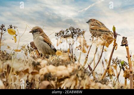 Portrait of two sparrows sitting on an overblown hydrangea branch. Focus on front sparrow. Against a colorful cloudy golden blue evening sky Stock Photo