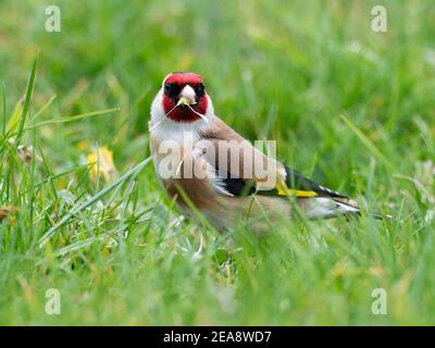 Goldfinch eating dandelion seeds Stock Photo