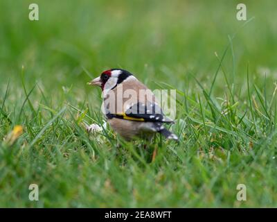 Goldfinch eating dandelion seeds Stock Photo