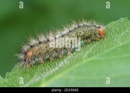 Buff ermine moth caterpillar (Spilosoma luteum) crawling on plant leaf. Tipperary, Ireland Stock Photo