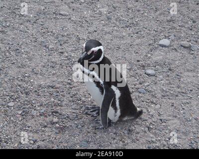 Penguin of the Valdes Peninsula, Argentina  Stock Photo