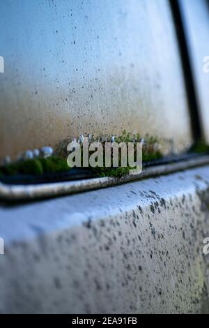 Closeup of Moss on a window Stock Photo