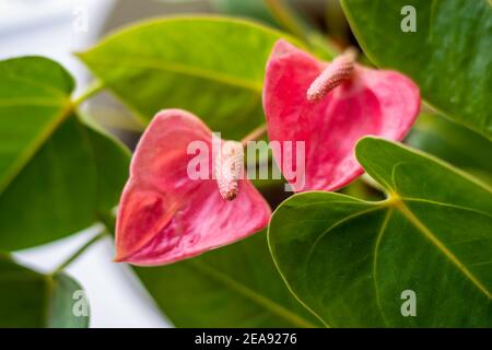 Pink Flamingo Flower, Tail Flower, Painted Tongue Plant. Botanical Name: Anthurium andraeanum Stock Photo