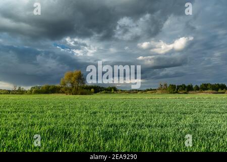 Green field and evening clouds on the sky Stock Photo