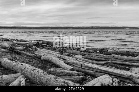 Driftwood lines the shore in Port Townsend, Washington. Stock Photo