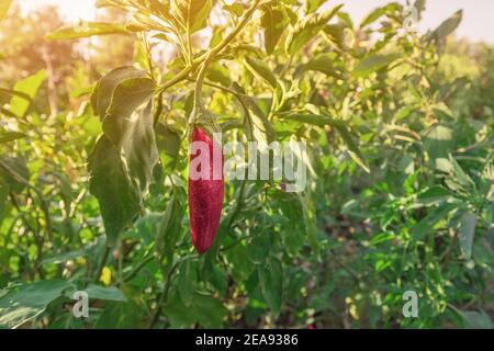 Ripe eggplant grows in the greenhouse garden. Gardening and agriculture and organic food concept Stock Photo