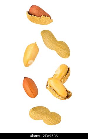 Falling down peanut isolated on white background Stock Photo