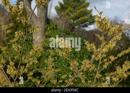 Yellow Winter Flowers on a Witch Hazel Shrub (Hamamelis x intermedia 'Pallida') Growing in a Country Cottage Garden in Rural Devon, England, UK Stock Photo