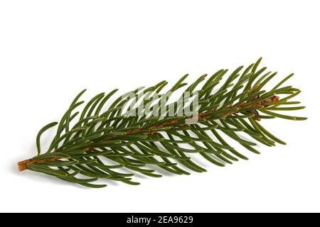 Spruce branch   isolated on white background Stock Photo
