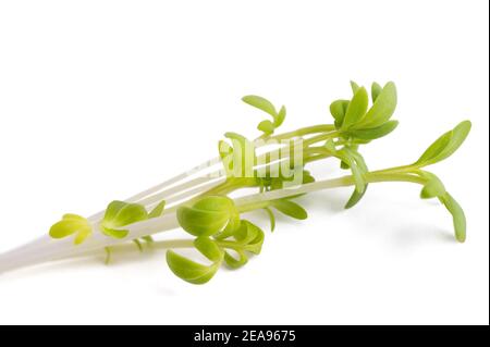 Watercress sprigs isolated on white background Stock Photo