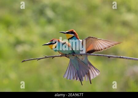 European bee-eater (Merops apiaster) pair displaying on branch Stock Photo