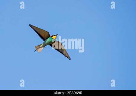 European bee-eater (Merops apiaster) in flight against blue sky Stock Photo