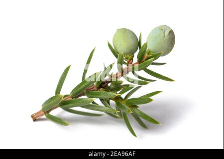 Juniper branch with green berries isolated on white Stock Photo