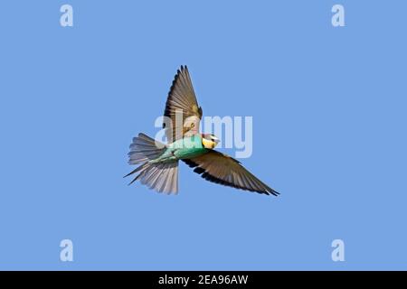 European bee-eater (Merops apiaster) in flight against blue sky Stock Photo