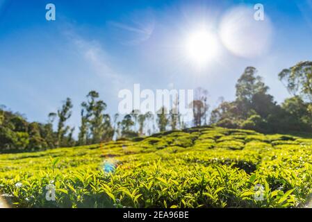 Leaves and bushes on a tea plantation on a sunny day in the backlight, Munnar, India Stock Photo