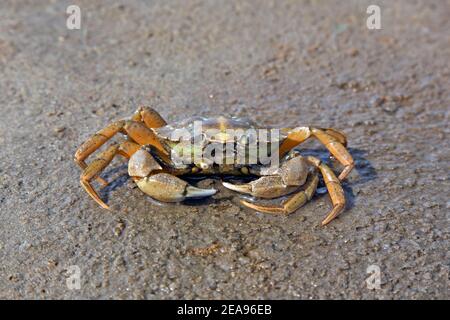 Green shore crab / European green crab (Carcinus maenas), common littoral crab native to the Atlantic Ocean and Baltic Sea on beach at low tide Stock Photo