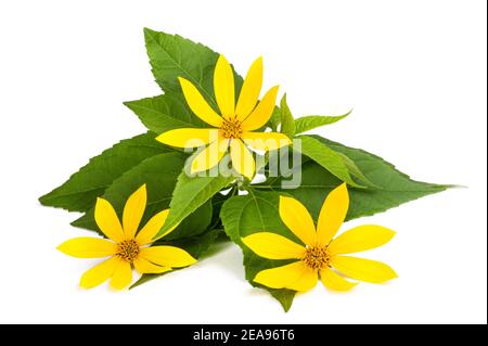 Jerusalem artichoke plant (topinambur) isolated on white Stock Photo
