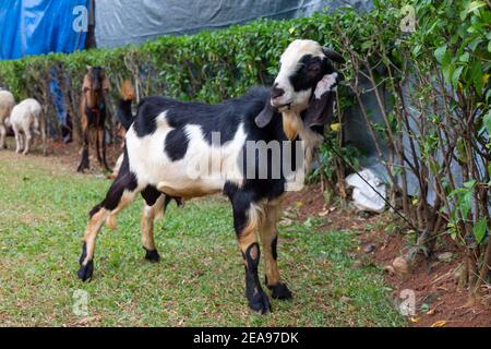 A Kacang Goat tied up in an Indonesian middle class compound before being slaughtered for the islamic holiday of eid al-adha Stock Photo