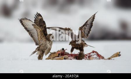Common buzzards (Buteo buteo) fighting over roe deer (Capreolus capreolus) carcass. Winter snowy day. Stock Photo