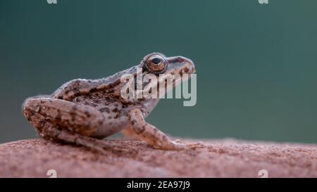 Side view of baby Marsh frog (Pelophylax ridibundus) sitting on a stone isolated green background. Macro shot Stock Photo