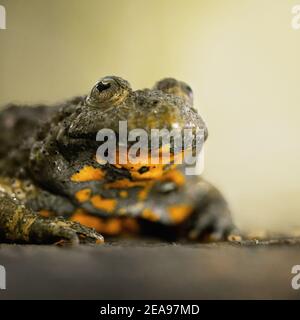 Close up frontal view of Yellow-bellied toad (Bombina variegata) sitting on a tree log isolated on light background. Macro shot Stock Photo