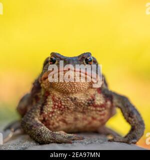 Frontal close up shot of European toad (Bufo bufo) sitting on a gray stone isolated on bright yellow background Stock Photo