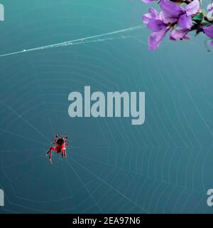 Macro shot of jumping spider (Salticidae) on a spiderweb on light blue background Minimalism Stock Photo