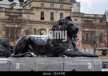 London, UK. 08th Feb, 2021. One of the Lion statues in Trafalgar Square seen with snow during storm Darcy. Credit: SOPA Images Limited/Alamy Live News Stock Photo