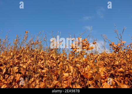 A beech hedge in fall or autumn colours contrasting with a bright blue sky Stock Photo