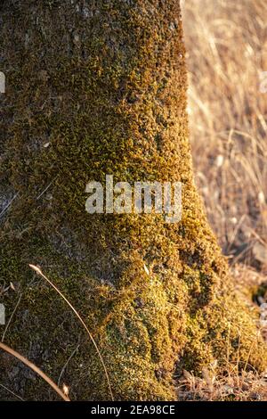 Tree trunk with moss Stock Photo
