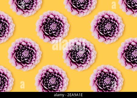 Repetitive pattern made of dahlia flowers head on a pink pastel ...